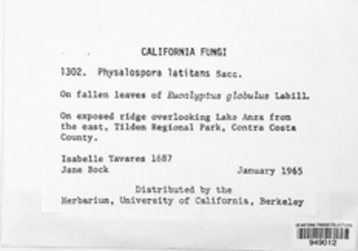 Clypeophysalosporaceae image